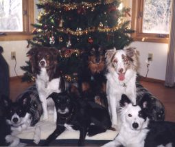 Christmas dogs 1999