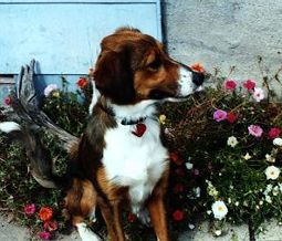 Kelley in the flowers