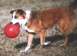 Maeve carrying her ball