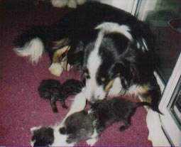 English Shepherd kittens